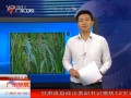 空心稻再现 农户质疑种子问题 111102 广东早晨 (810播放)