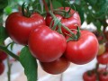 高抗TY病毒番茄种子-粉迪尼217招全国空白区域经销商