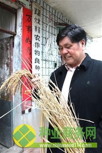 农村新报讯 图为:“远恢5359”倾注了饶水佳毕生的心血