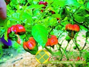 澳大利亚种植的最辣辣椒“特立尼达蝎子布奇T”。
