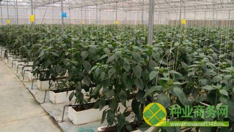 我局举办广州市蔬菜新品种展示观摩会