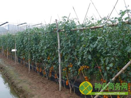 我局举办广州市蔬菜新品种展示观摩会