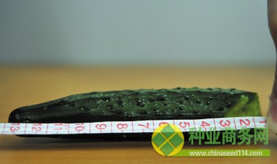 浸泡前，掰断的黄瓜长12.5厘米。