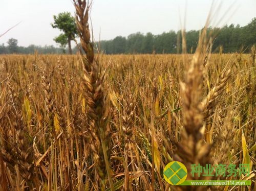 6月3日，顺河村麦田，看着长势喜人的小麦，实际上麦穗里没有颗粒。（摄影 张岩）