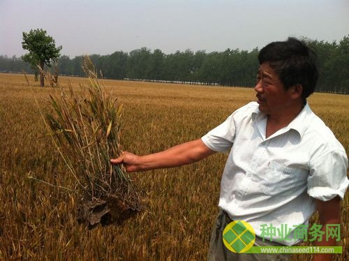 顺河村村民向记者展示没有颗粒的小麦。（摄影 张岩）