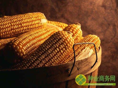 近日,新西兰坎特伯雷大学的研究人员表示,比起欧洲西部地区,生物技术导致了北美地区主要作物产量的降低以及农药使用量的上升。