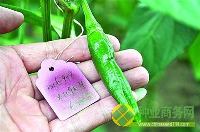 青岛育出最红太空辣椒 国内种植达百万亩(图)