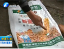 方城：违规使用种子致小麦减产 (1099播放)