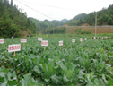 政和县高山区反季节花椰菜新品种示范与展示项目获得成功 (4ͼ)