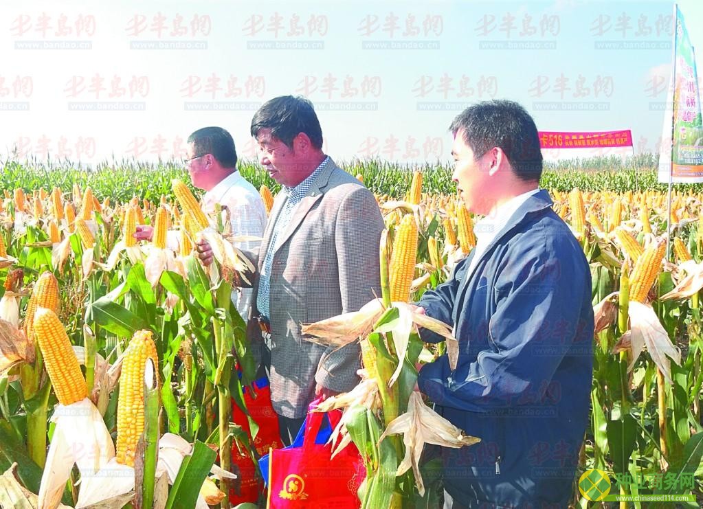 一位参观者对着自己满意的品种看了很久。