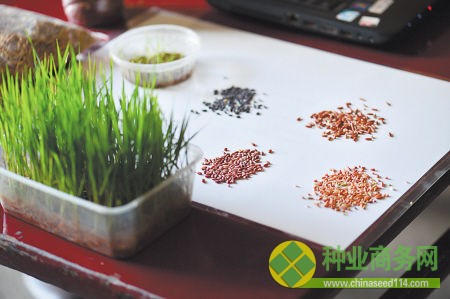 浏阳种出七色彩稻