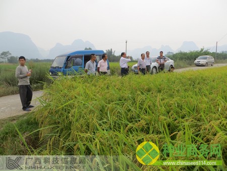 融水:杂交水稻制种显成效