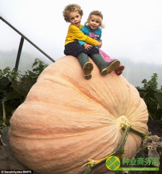 这个巨型南瓜长到像一辆小轿车那么重后，或许能打破英国最重南瓜的纪录。图中是4岁的杰克-巴格思和他的妹妹、2岁的艾丽玛坐在巨型南瓜上