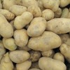 特色土豆种子精品土豆种子优质农科院正品土豆种子出售