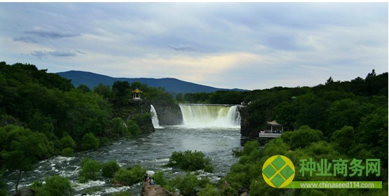 探寻&ldquo;中华第一稻&rdquo;传奇的背后