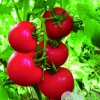 优秀红果大番茄-大红番茄1086F1