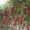 安吉尔——西红柿种子