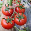 布拉德--大红果西红柿种子
