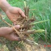 优质高产黄花菜种苗原产地供应