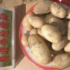 2015农科院供应一级土豆种子夏波蒂克新1号