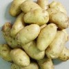 供应农科院优质早熟土豆种子