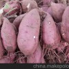 供应优质脱毒高产抗病早熟红薯品种北京553红薯种子