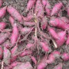 供应高产紫薯种子红薯种子育苗技术批发