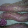 紫地瓜种子、紫甘薯种子2014预定价格