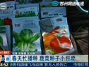春天忙播种 蔬菜种子小包卖 (989播放)