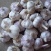 北京金农丰源销售农科院培育的白皮大蒜种子紫皮大蒜种