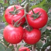 凯特种业优质西红柿种子-马尔代夫