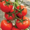 高抗TY红果番茄种子—艾娜德