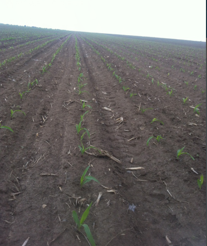 图二: 黑山县出苗情况 图二: 黑山县出苗情况