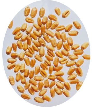 小麦与面粉