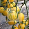 顶级黄色樱桃小番茄种子——小土豪