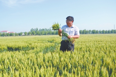 河南小麦品种“周麦22”创国内小麦亩产最高纪录