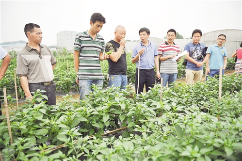 6月12日,九龙坡区白市驿九里核心示范基地,来自全国各地的农技人员正在品尝基地里种植的辣椒。
