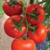 高产红果番茄种子—瑞泽