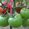抗病高产红果番茄种子—布兰琪