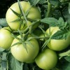 供应进口抗病毒番茄种子阿姆斯丹