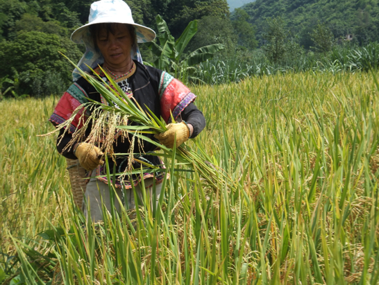 云南红河县梯田红米良种繁育喜获丰收