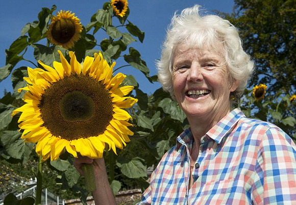 英国老太培育向日葵新品种，平均高度达5米。（网页截图）_调整大小