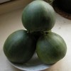 中原绿宝石6号：深绿皮翠绿肉甜瓜种子