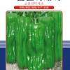 韩国早熟高产薄皮王辣椒--美惠