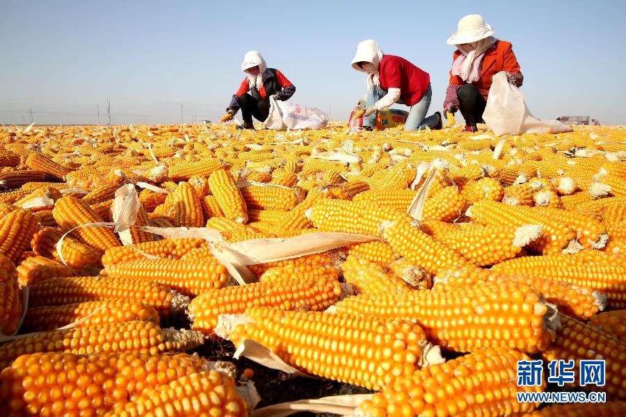#(农业)(1)甘肃张掖百万亩制种玉米开始晾晒加工