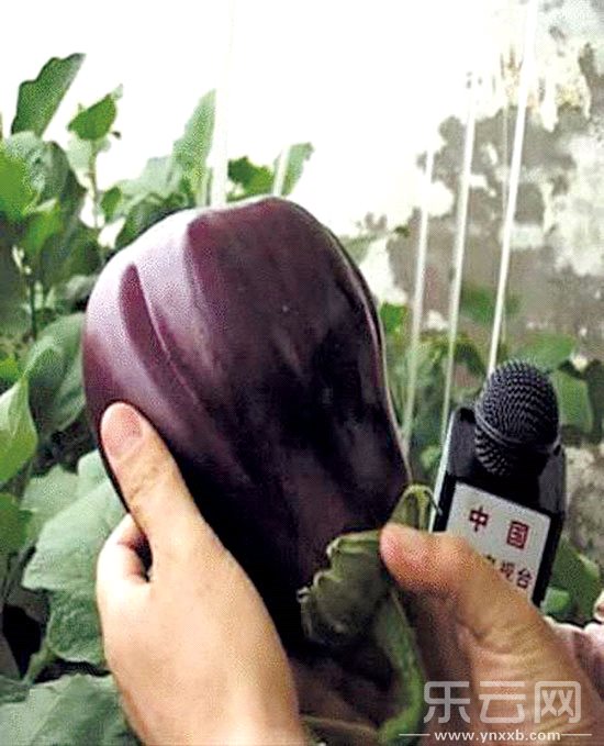 东川菜农种出的太空茄子。