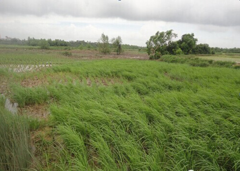 惊!湛江惊现海水稻 仅靠海水灌溉就能长出稻谷