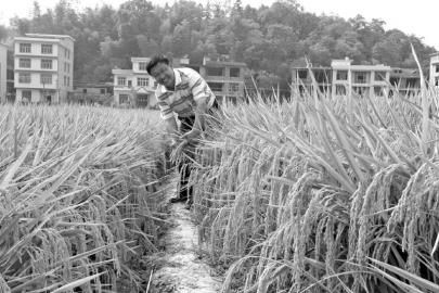 “别叫我科学家，我就是个种子专家”