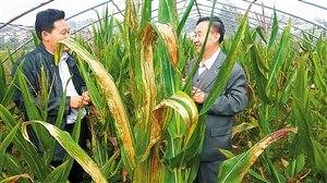 “亚麻-玉米”向农业部申请新品种