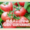 大番茄种子&抗病番茄种子&进口番茄种子